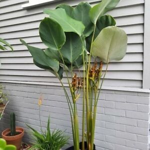 Calathea Lutea, Pool Plants, Travellers Palm, Hillside Garden, Farm Layout, Welcome To The Family, Plant Collection, Back Garden, Pool Landscaping