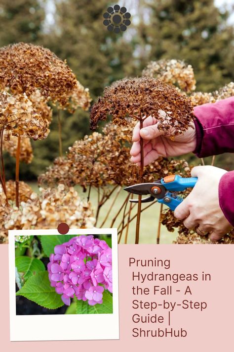 Hydrangeas never fail to offer us an amazing variety of aesthetics. In this article, we cover what you need to know about pruning hydrangeas in the fall. Prune Hydrangeas When To, Hydrangea Care In Fall, Trimming Hydrangeas In Fall, How To Prune Hydrangeas, How To Prune Hydrangeas In The Fall, Pruning Hydrangeas Fall, Trimming Hydrangeas, Hydrangea Plant Care, Prune Hydrangeas