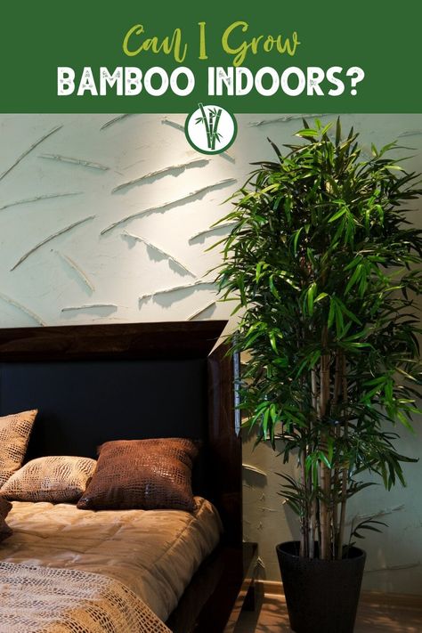 Did you know that bamboo is a great plant for growing indoors? That's right - you can enjoy the natural beauty and air-purifying benefits of bamboo right in your own home! Read our blog to learn more about the growing conditions of indoor bamboos, which bamboo species you can grow indoors and other helpful hints. How To Grow Bamboo In Pots, Growing Bamboo Indoors, Bamboo Indoor Plant, Chinese Bamboo Plant, Lucky Bamboo Decor, How To Grow Bamboo, Chinese Bamboo Tree, Container Bamboo, Bamboo Plant Indoor