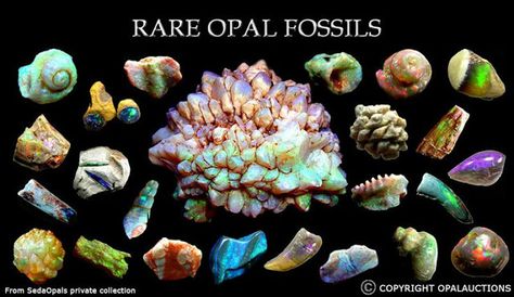 How Do Opalised Fossils Form? Jelly Opal, Rocks And Fossils, Peruvian Blue Opal, Types Of Opals, Crystal Formations, Cool Rocks, Rare Crystal, Love Rocks, Minerals And Gemstones