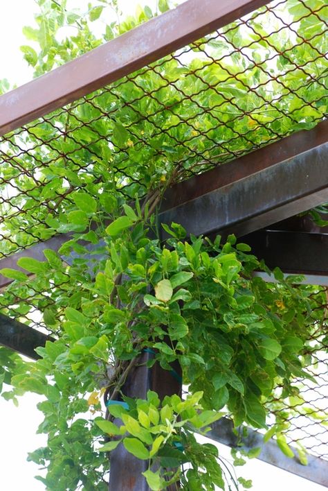 Garden Shade Structure, Iron Pergola Ideas, Steel Shade Structure, Shade Structure Design, Shade Trellis, Outside Canopy, Backyard Garden Design Ideas, Garage Trellis, Gates Metal