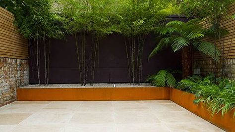 John Davies designed contemporary garden with Black Bamboo and Tree Ferns Contemporary Garden, Contemporary Gardens, Bamboo Screening, Contemporary Garden Design, Garden Screening, Bamboo Garden, Flower Pot Garden, Black Bamboo, Landscape Plans