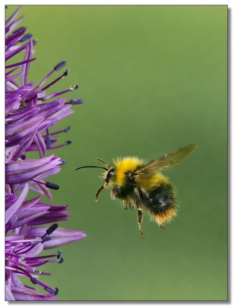 Flight Of The Bumblebee, Bee Flying, Laws Of Physics, Buzzy Bee, Buzz Bee, Bee Painting, I Love Bees, Bees And Wasps, Bee Keeper