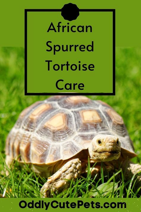 African spurred tortoise care. Are you interested in this tortoise and thinking about getting one? Learn what type of care they need before jumping in. Click through to learn more. African Spurred Tortoise Habitat, Safe Plants For Sulcata Tortoise, Sulcata Tortoise Care, African Tortoise, Turtle Care, Tortoise Food, Tortoise Enclosure, Leopard Tortoise, African Leopard