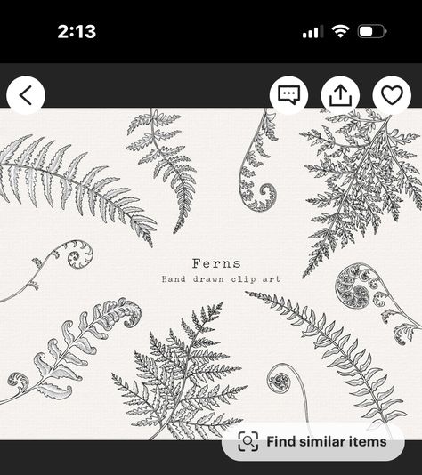 Snake Fern Tattoo, Fern Fiddlehead Tattoo, Fern Tattoo Placement, Fiddlehead Fern Tattoo, Tattoo Hip, Fiddlehead Ferns, Fern Tattoo, Fern Flower, Nature Tattoo