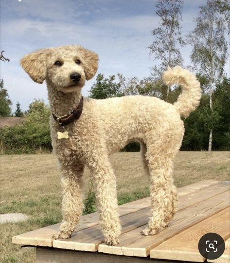 Goldendoodle Poodle Haircut, Short Poodle Haircut, Golden Doodle Haircut, Doodle Haircuts, Doodle Cuts, Poodle Haircuts, Poodle Love, Daisy Doodle, Chicago Living