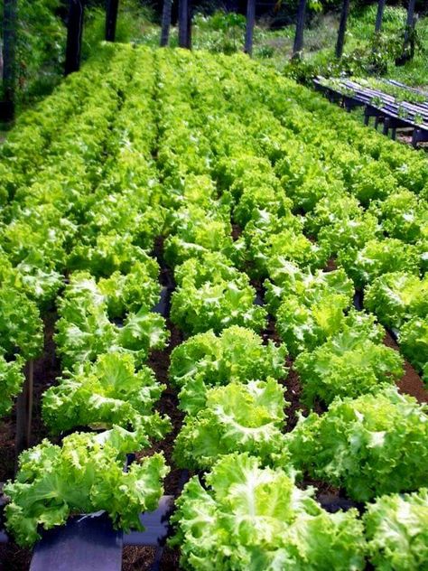 Dream Garden Vegetable, Farm Landscaping, Aquaponics Greenhouse, Vertical Vegetable Gardens, Indoor Farming, Vegetable Garden Planner, Hydroponic Farming, Tropical Backyard, Vegetable Farming