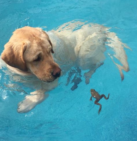 WeRateDogs™ on Twitter: "Meet Max. He’s taking his first swim lesson. Bit of a language barrier between teacher and student, otherwise it’s going well. Both 13/10… https://t.co/hUBuMIWcS6" Dogs Swimming, Labrador Yellow, Dogs Labrador, Labrador Funny, Golden Retriever Mix, Dog Swimming, A Frog, Dogs Golden Retriever, Golden Retrievers