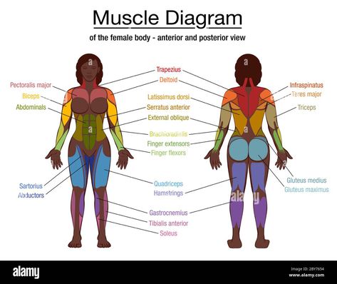 Muscle Diagram, Latissimus Dorsi, Gluteus Medius, Athletic Build, Body Sketches, Dark Men, Abdominal Muscles, Female Body, Black Man