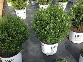 The Plant Hunter: Boxwood Alternatives Inkberry Holly, Boxwood Bush, Boxwood Landscaping, Landscaping Shrubs, Box Wood Shrub, Boxwood Plant, Boxwood Garden, Landscape Plants, Smart Garden