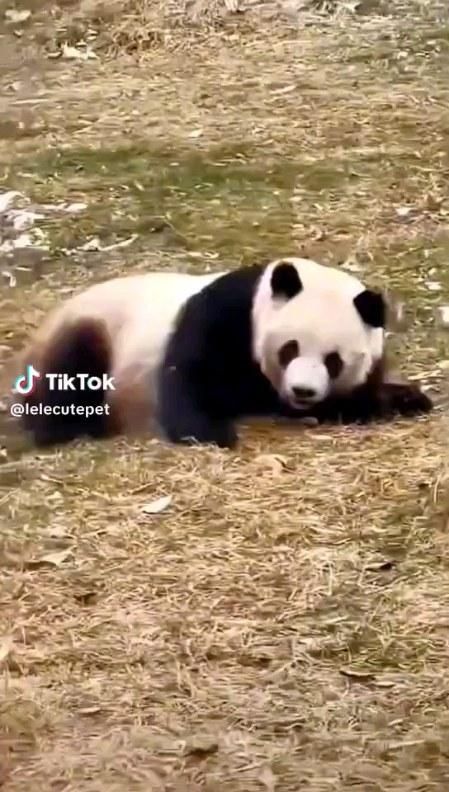 #panda #pandalife #pandalover #pandabear #wildlifevideos #wildlife #explore #reelsremix #instanature #instalikes #FunnyAnimals #cutepanda🐼 #cutepandas Funny Pandas Videos, Cute Panda Videos, Panda Aesthetic, Panda Videos, Funny Panda Pictures, Red Panda Cute, Baby Pandas, Cute Pandas