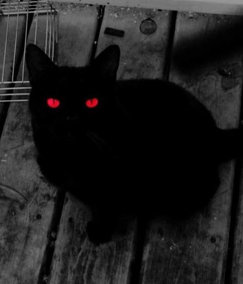 Pfp Scary, Black Cat Pfp, Demon Cat, Cat Pfp, Red Eye, Black Cats, A Bad, All Black, Black Cat