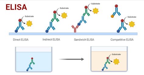 Enzyme-Linked Immunosorbent Assay (ELISA) is a modern molecular technique for the detection of antigen-antibody interaction with the help of an enzyme. It is one of the sensitive enzyme immunoassay techniques for the detection ... Read more The post ELISA- Definition, Principle, Procedure, Types, Steps, Uses appeared first on Microbe Notes. Enzyme Linked Immunosorbent Assay, Elisa Test, Microbiology Notes, Physics Poster, Microbiology Study, Fluorescence Microscopy, Streptococcus Pneumoniae, Microbiology Lab, Cell Organelles