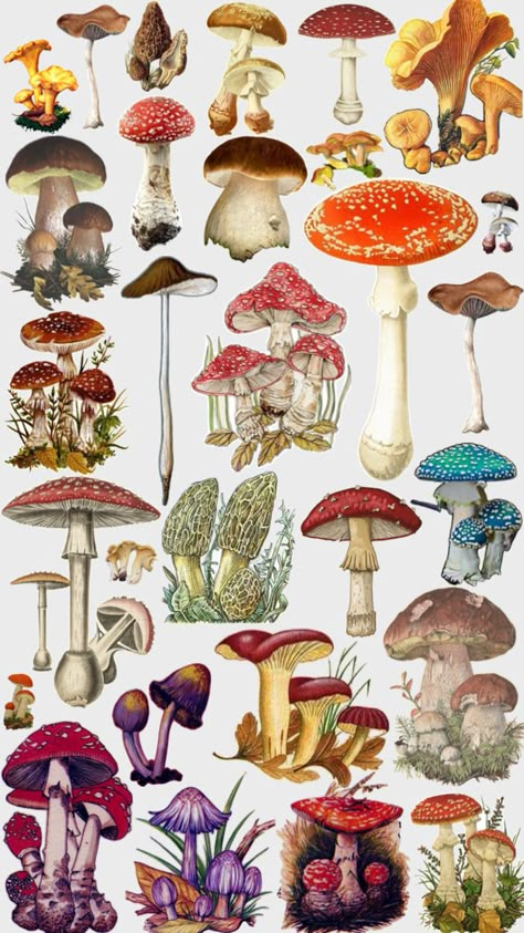 Mushroom Stickers Printable, Mushroom Colors, Vintage Mushroom Art, Fungi Illustration, Mushroom People, Mushroom Stickers, Scientific Art, Mushroom Clipart, Fungi Art