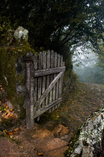 misty morning forest gate Indoor Gardening, Shaded Garden, Organic Gardening, Secret Gardens, Cerca Natural, The Secret Garden, Gate Design, Garden Gates, Shade Garden