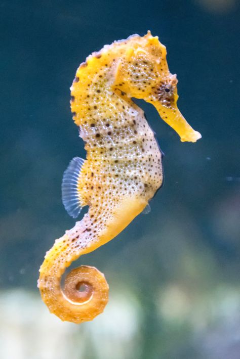 When it comes to marine food chains, copepods are often the unsung heroes. Yet, they are a favored meal for many. Our latest blog entry offers a deep dive into the world of those that feast on them. Delve in, and equip your aquarium management with a new perspective. Drawing Seahorse, Seahorse Facts, Seahorse Drawing, Tattoo Fish, Mammals Animals, Colorful Seahorse, Seahorse Tattoo, Seahorse Art, Tattoo Nature