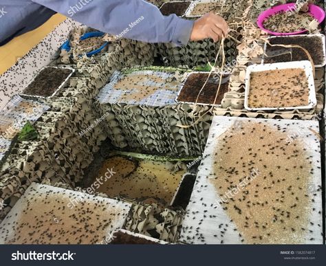 Cricket insect farm , feed the small cricket with animal feed and live in reused egg carton box #Ad , #AD, #feed#small#cricket#Cricket Insect Farming, Cricket Farming, Cricket Insect, Logo Building, Architectural Logo, Egg Cartons, Egg Carton, Carton Box, The Egg