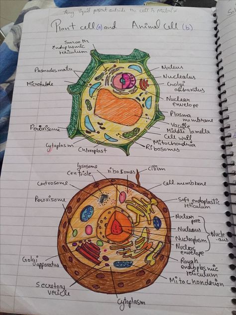 Plant Cell Drawing Biology, Human Cell Drawing, Respiratory System Drawing Easy, Biology Drawing, Bio Notes, Biochemistry Notes, Biology Diagrams, Cell Diagram, Cells Project