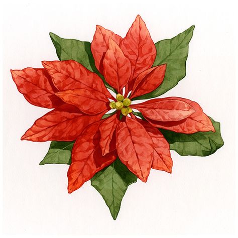 Poinsettia on Behance Pointsetta Drawing, Poinsettia Drawing, Poinsettia Illustration, Poinsettia Painting, Sketch Rose, Rose Line Art, Rose Sketch, Illustration Board, Poinsettia Flower