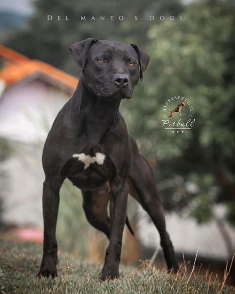 American Pit Bull Terrier 🐶 DMD Batman From • @dmdpitbull • #tipresentoilpitbull #arispedigree #americanpitbullterrier Pit Dog, Fit Dogs, American Bull, Every Dog Breed, K9 Unit, All Breeds Of Dogs, American Pitbull, Dream Dog, American Pit Bull Terrier