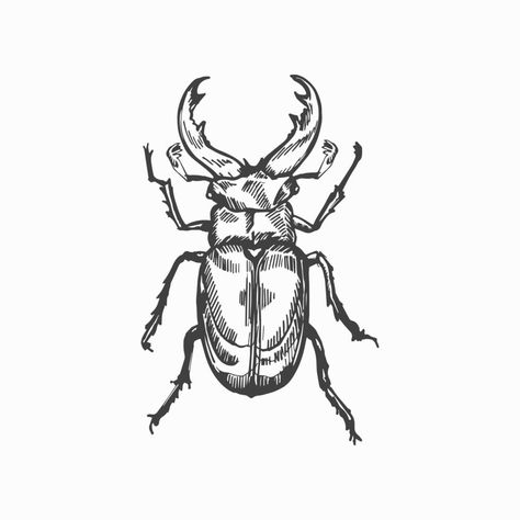 Bug Ink Drawing, Beetle Drawing Reference, Beatle Insect Sketch, Beatle Bug Tattoo Design, Bug Outline Drawing, Bettle Bug Drawings, Beatle Drawings Bug Simple, Cool Insect Tattoos, Bug Drawings Simple