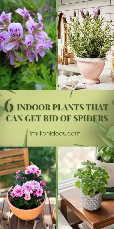 When it comes to annoying insects for the living space, spiders are one of them. In spider mating season in full swing, you may find the eight-legged insects creeping around your home from the bathroom, the kitchen, and the living room more than usual. And are you wondering how to repel spiders naturally? Fortunately, there are several natural spider repellents. Natural Spider Repellant, Spider Repellent, Plant Decor Living Room, Spiders Repellent, Tiny Spiders, Plant Jungle, Get Rid Of Spiders, Natural Pesticides, Bathroom Plants