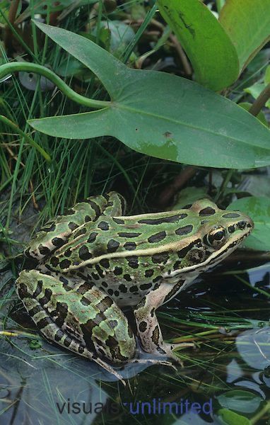 Frog Egg, Frog Tongue, Leopard Frog, Frosch Illustration, Frog Habitat, Amazing Frog, Frog Pictures, Frog Prince, Funny Frogs