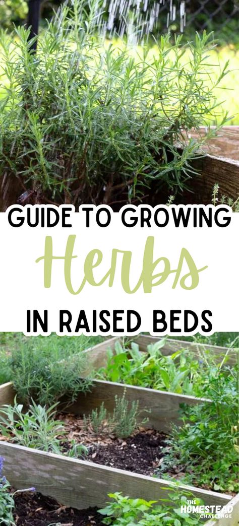 Unlock the secrets to a flourishing herb garden with our guide on Growing Herbs in Raised Beds! Raised beds are not just great for vegetables; they're perfect for cultivating a variety of herbs, too. From fragrant basil to soothing lavender, learn how to optimize your planting, care, and harvesting techniques specifically for raised bed settings. Whether you’re a seasoned gardener or just starting out, our tips will help you create a thriving, accessible, and beautiful herb garden! Herb Raised Garden Bed, Raised Bed Herb Garden Layout, How To Start An Herb Garden, Raised Herb Garden Ideas, Herbs To Plant Together, Growing Herbs Outdoors, Raised Bed Herb Garden, Garden Redesign, Raised Herb Garden