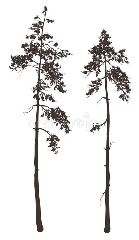 Pine. Silhouettes of two tall pine trees on a white background, illustration , #Ad, #tall, #pine, #Pine, #Silhouettes, #background #ad Silhouette Nature, Tree Siloutte, Tree Silhouette Drawing, Winter Pine Trees, Lodgepole Pine Tattoo, Pine Illustration, Pine Tree Illustration, Pine Trees, Tree Silhouette Tattoo