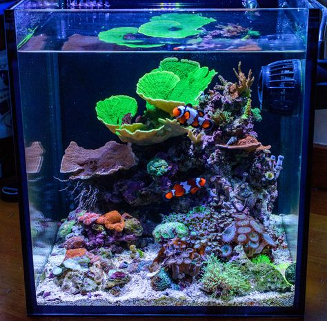 Reef Tank Aquascaping, Nano Reef Tank, Marine Fish Tanks, Fish Tank Themes, Coral Reef Aquarium, Saltwater Fish Tanks, Marine Tank, Aquarium Landscape, Fish Tank Accessories