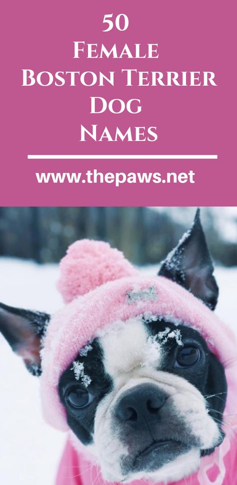 50 Female Boston Terrier Dog Names #femaledognames #femaledogs #bostonterriersnames #bostonterriers #dogs #pets #paws Dog Names Female, Puppy Names Unique, Puppies Names Female, Boston Terrier Clothes, Baby Boston Terriers, Dog Names Unique, Boston Terrier Names, Girl Dog Names, Female Dog Names