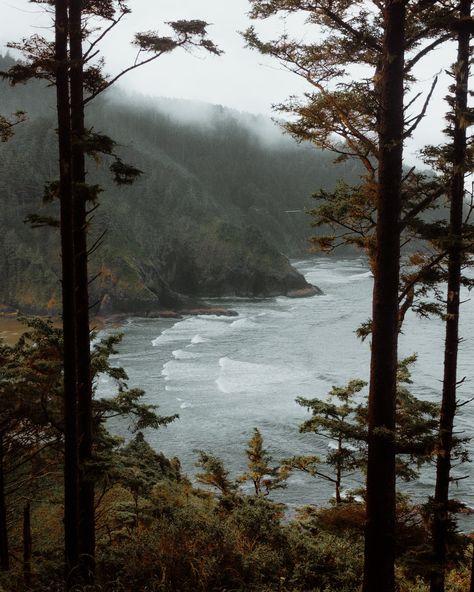 Photo by Chris Henry on Unsplash Usa Beaches, Foggy Forest, Misty Forest, Wallpaper Free Download, Oregon Coast, Nature Images, Nature Aesthetic, Pretty Places, Scenery Wallpaper