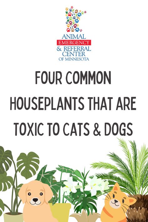 Dr. Foote, an emergency veterinarian at Animal Emergency & Referral Center of Minnesota, shares information on four common types of houseplants that are toxic to cats and dogs. Learn more here: https://aercmn.com/four-common-houseplants-that-are-toxic-to-cats-and-dogs/ #pethealth #pettoxins #Houseplants #toxichouseplants #Petsafety #veterinary #petowners #aercmn Toxic To Cats, Toxic To Dogs, Types Of Houseplants, Cat Signs, Pet Safety, Animal Hospital, Pet Safe, Cats And Dogs, Pet Health