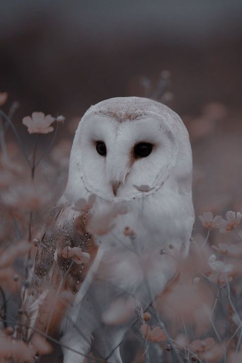 Owl Wallpaper Iphone, Owl Photography, Bird Identification, Owl Wallpaper, Snow Owl, Owl Pictures, Beautiful Owl, White Owl, Pretty Animals