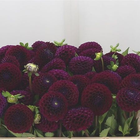 Dahlia Downham Royal is a beautiful Purple cut flower. It is approx. 50cm tall. Dark Purple Wedding Flowers, Dark Purple Wedding, Dutch Flowers, Dark Purple Flowers, Purple Dahlia, Corporate Flowers, Flower Guide, Purple Wedding Flowers, Flower Bucket