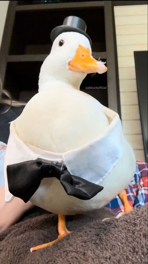 Duck Wearing Clothes, Ducks In Clothes, Funny Ducks Photos, Ducks With Hats, Duck With A Hat, Duck With Glasses, Duck With Hat, Duck Aesthetic, Funny Ducks