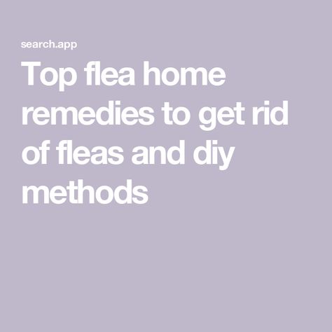 Top flea home remedies to get rid of fleas and diy methods Fleas Home Remedies, Natural Flea Remedies, Home Remedies For Fleas, Get Rid Of Fleas, Flea Remedies, Termite Damage, Flea Infestation, Pest Prevention, Flea Spray