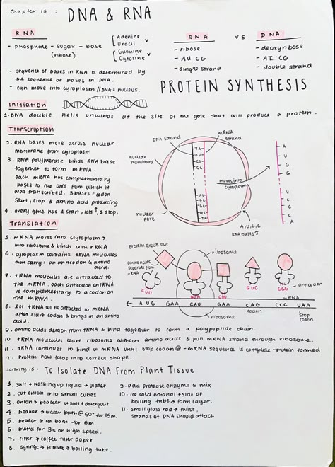 #neathandwriting #aestheticnotes #prettynotes #biologynotes #dna #rna Aesthetic Biology Notes, Aesthetic Biology, Studying Biology, Notes Biology, Biochemistry Notes, Notes Nursing, Bio Notes, Learn Biology, Study Biology