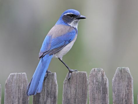 Scrub Jay Bird, California Scrub Jay, Boo Tattoo, Scrub Jay, Journal Project, Jay Bird, Life List, Blue Scrubs, San Gabriel