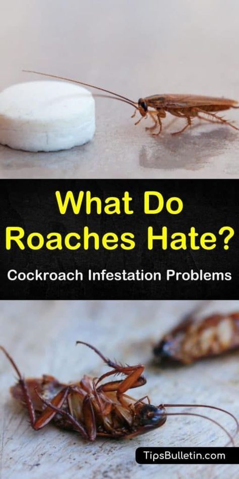 Diy To Get Rid Of Roaches, How To Repel Roaches, How To Get Rid Of Roaches Naturally, Natural Remedies For Roaches, Essential Oil Roach Repellent, Natural Cockroach Repellent For Home, Diy Cockroach Repellent, Best Way To Get Rid Of Cockroaches, Natural Roach Repellant