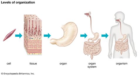 The diagram shows five levels of organization in a multicellular organism. The most basic unit is the cell; groups of similar cells form tissues; groups of different tissues make up organs; groups of organs form organ systems; cells, tissues, organs, and organ systems combine to form a multicellular organism. Cell Tissue Organ Organ System Organism, Nursing Abbreviations, Human Body Bones, Bones Human, Levels Of Organization, Human Respiratory System, Earth School, Solar System For Kids, Cell Forms