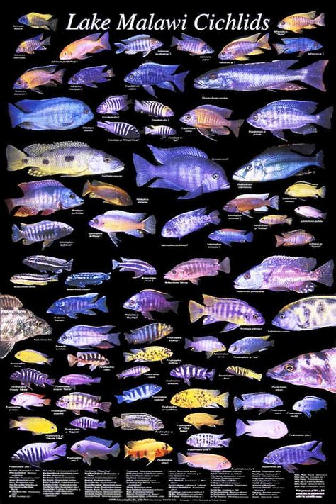 Lake Malawi Cichlids.                                                                                                                                                                                 More Freshwater Sharks, African Cichlid Tank, American Cichlid, African Cichlid Aquarium, Lake Malawi Cichlids, Fish Chart, Cichlid Aquarium, Malawi Cichlids, Lake Malawi