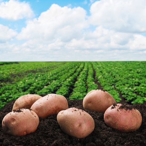 Harvesting Potatoes, Seed Potatoes, Fall Planting, Raised Patio, Fresh Potato, Farm Field, Soil Improvement, Poster Background Design, Ready For Fall