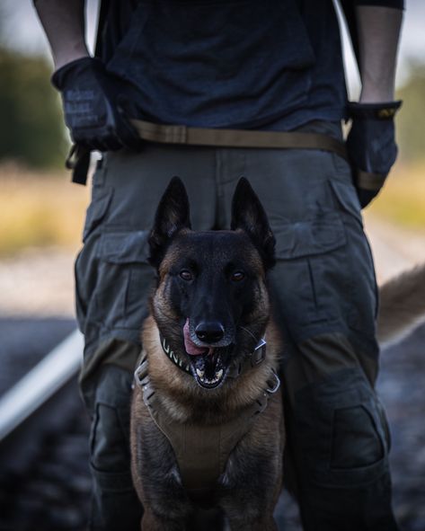 K9 Argo from LOF Defence rocking some of his protective K9 equipment. What is your most favourite piece of dog gear you own?  #dogs #malinois #workingdog #servicedog #dogphotography #photography Berger Malinois, Belgium Malinois, Army Dogs, Malinois Puppies, Belgian Malinois Dog, K9 Dogs, Military Working Dogs, Malinois Dog, Psy I Szczenięta