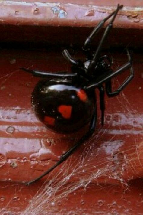 Love bites Red Widow Spider, Poisonous Spiders, Arachnids Spiders, Black Widows, Crossville Tn, Wooded Area, Heart In Nature, Widow Spider, Black Widow Spider