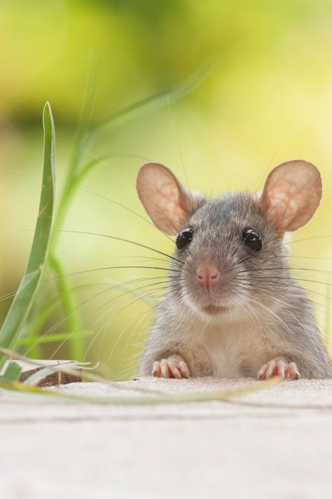 Rattus Rattus, Mouse Photos, Pet Mice, Cute Rats, Mouse Rat, Pet Rats, Cute Mouse, Rodents, Animal Photo