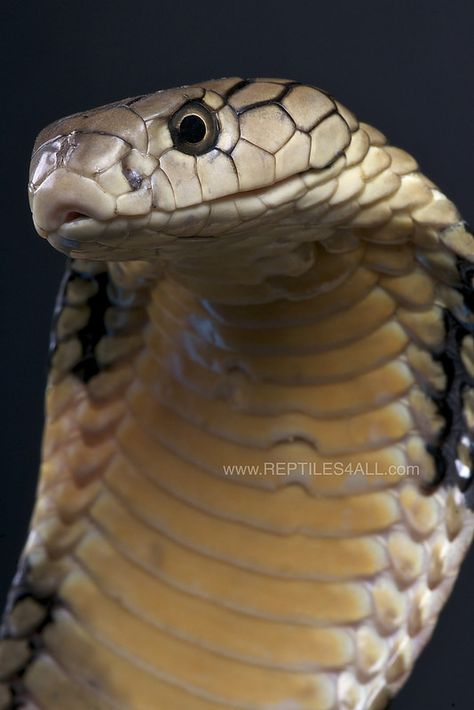 ˚King cobra / Ophiophagus hannah California King Snake, King Cobra Snake, Venomous Snake, Snake Photos, Poisonous Snakes, Cobra Snake, Reptile Snakes, Snake Art, Pet Snake