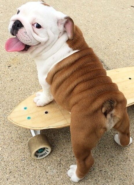 English Bulldogs, English Bulldog Puppies, Bulldogge Tattoo, Cute Bulldog Puppies, Bulldog Breeds, Cute Bulldogs, Skater Boy, Cute Dogs And Puppies, Cute Animal Photos