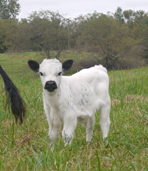 White Dexter Miniature Cattle, an Old Breed with a New Color Dexter Cows, Mini Cattle, Dexter Cattle, Miniature Cattle, Miniature Cows, Cow Photos, Mini Cows, Farm Lifestyle, Fluffy Cows