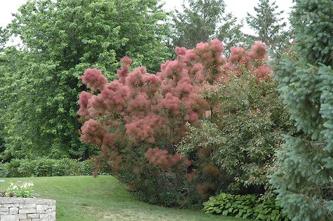 Find Royal Purple Smokebush (Cotinus coggygria 'Royal Purple') in Inver Grove Heights, Minnesota (MN) at Gertens (Smoketree) Royal Purple Smokebush, Purple Smokebush, Zone 6 Plants, Cotinus Coggygria, Rainbow Garden, Tree Nursery, Garden Centre, Landscaping Design, Companion Planting